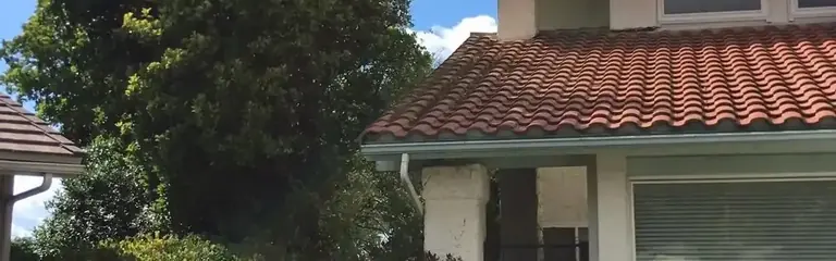 The same tree cut back with both rooflines clear