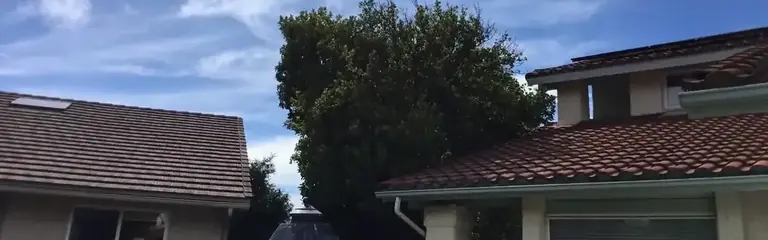 A tree filling the gap between two roofs