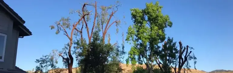 The same row cut back hard to bare limbs