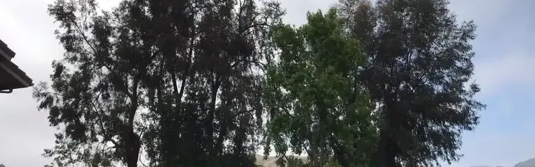 A dense unbroken row of eucalyptus