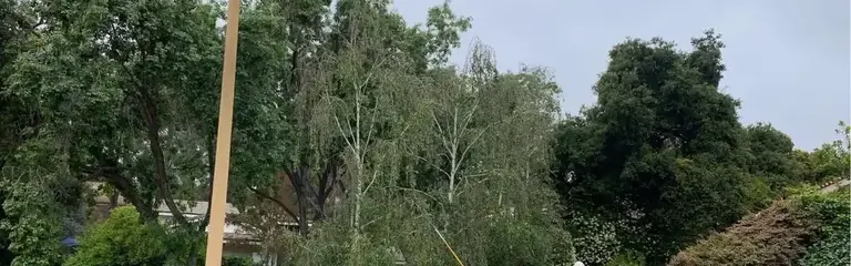 A tall crowded group of trees over a neighborhood