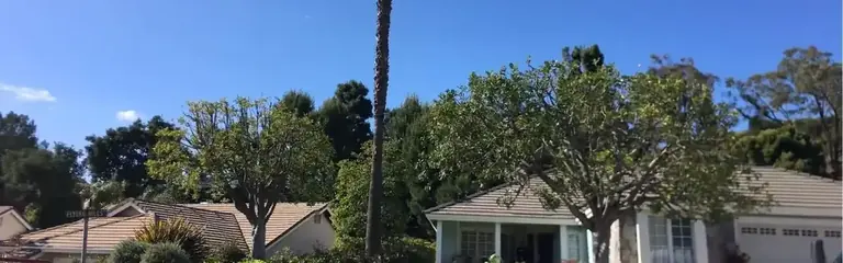The same trees lifted and shaped, the view opened up