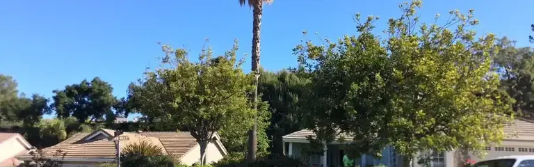 Street trees grown out over the houses and the road