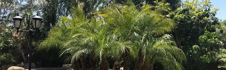 The same palms cleaned back and tidied