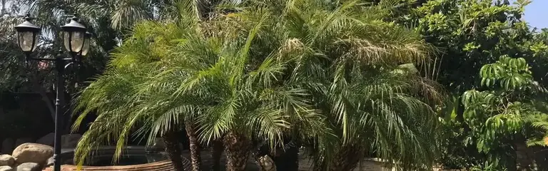 A cluster of palms pushing out over a driveway
