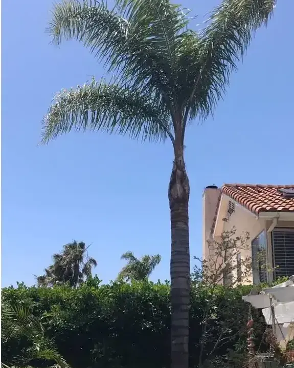 The same palm cut back to a tight green crown and a clean trunk