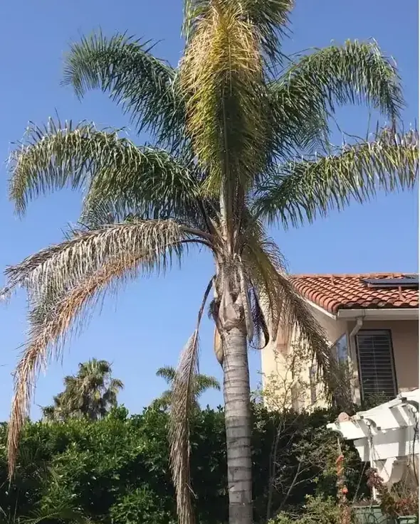 A queen palm loaded with dead fronds hanging down the trunk