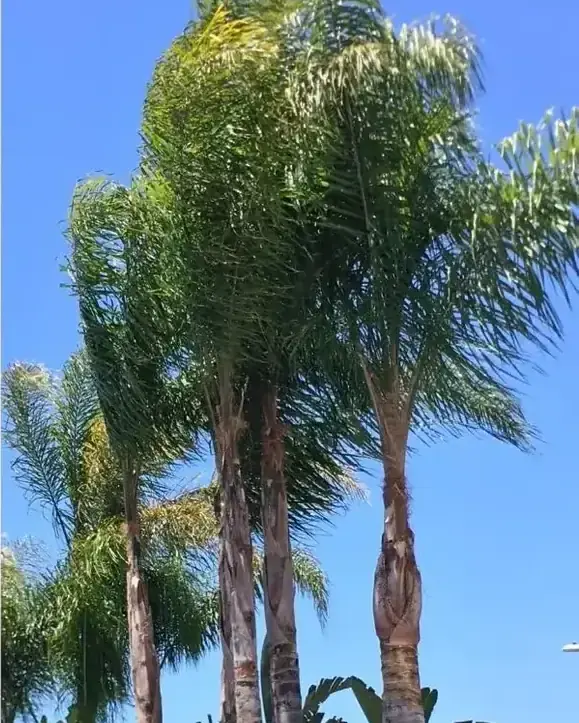 The same palms cleaned back to green fronds with clean trunks