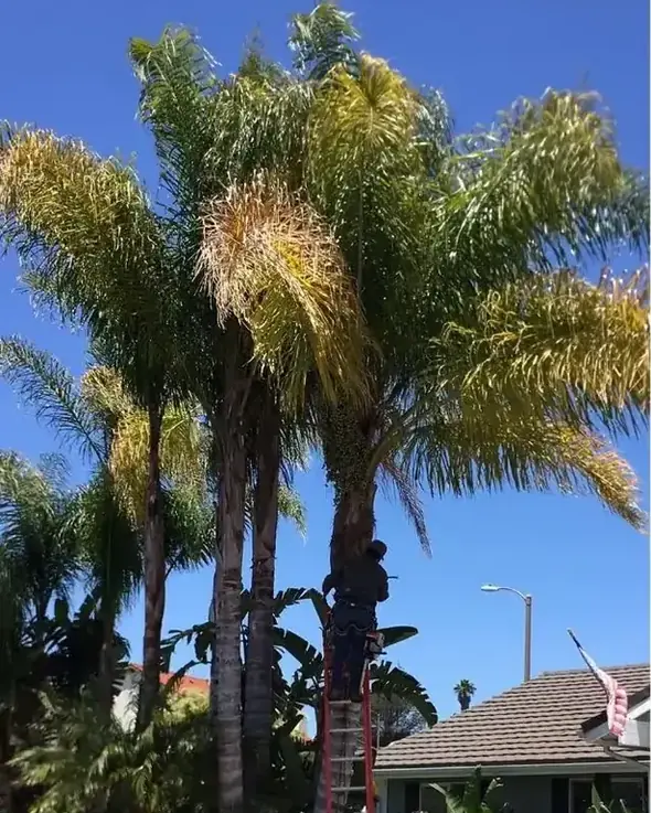 Queen palms heavy with dead fronds and hanging seed pods