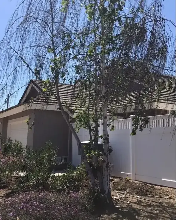 Overgrown growth crowding a fence line beside a house