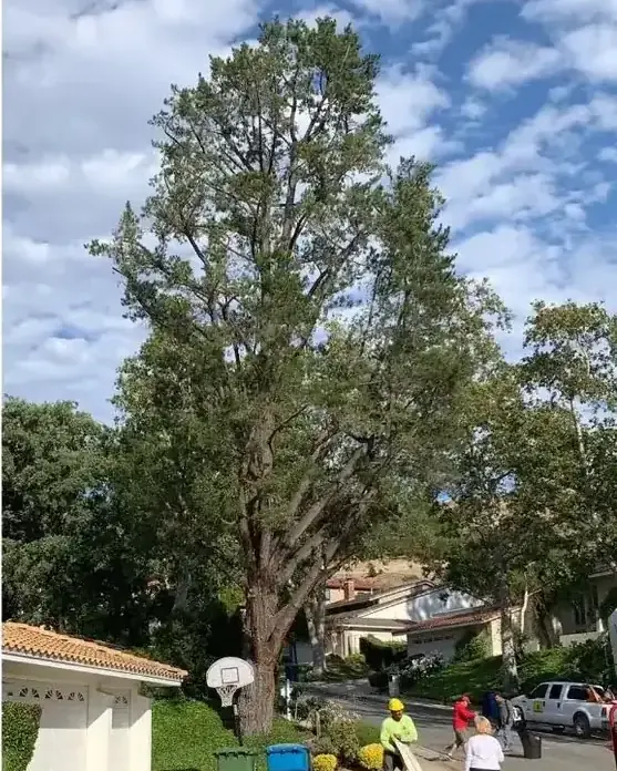 The same canopy thinned and opened up