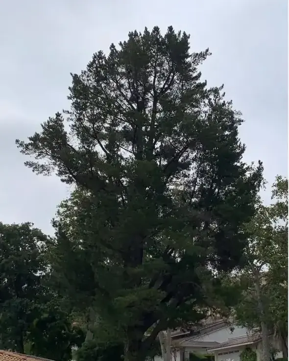 A crowded, heavy canopy before thinning