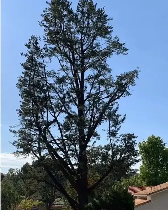 The same conifer thinned so daylight shows through the branches