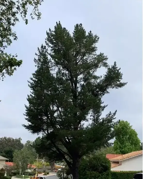 A dense dark conifer with a solid wall of growth