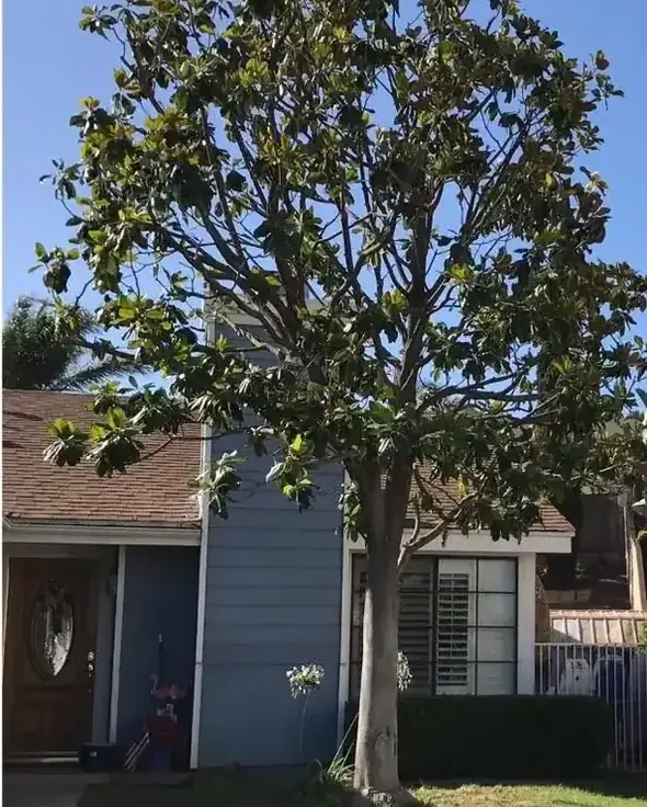 The same tree lifted and thinned, clear of the roof