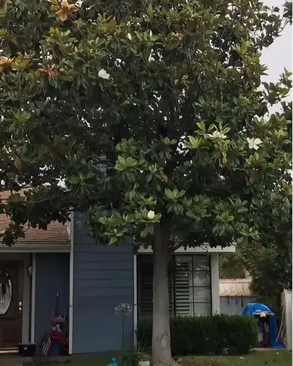A broad tree crowding the front of a house