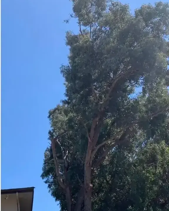 The same tree cut back clear of the wall and the roof