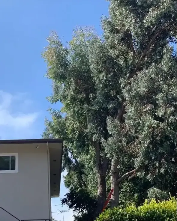 A tree grown hard against the side of a house