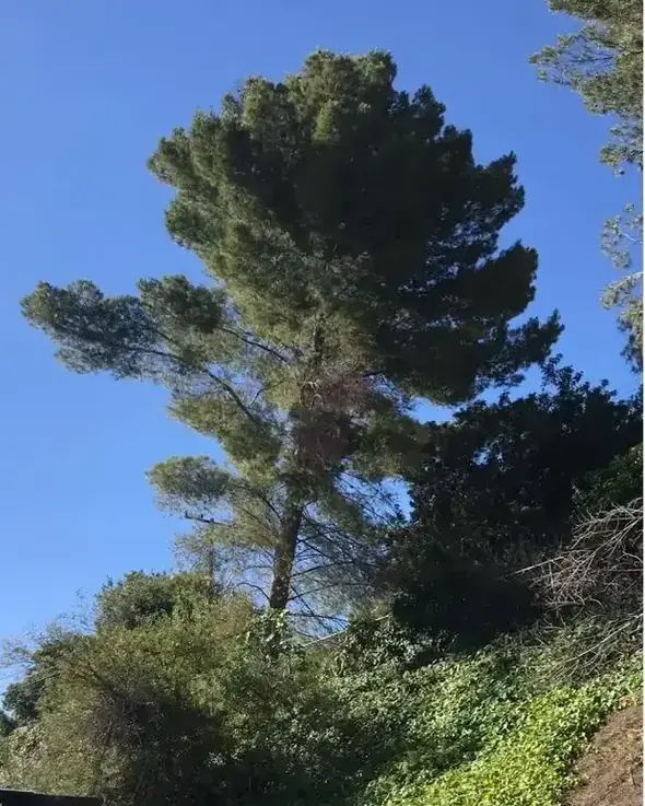 A large dead tree standing over a yard