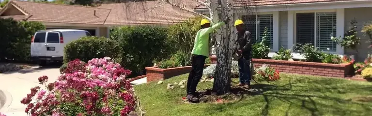 The crew working at a tree set in a raised brick planter